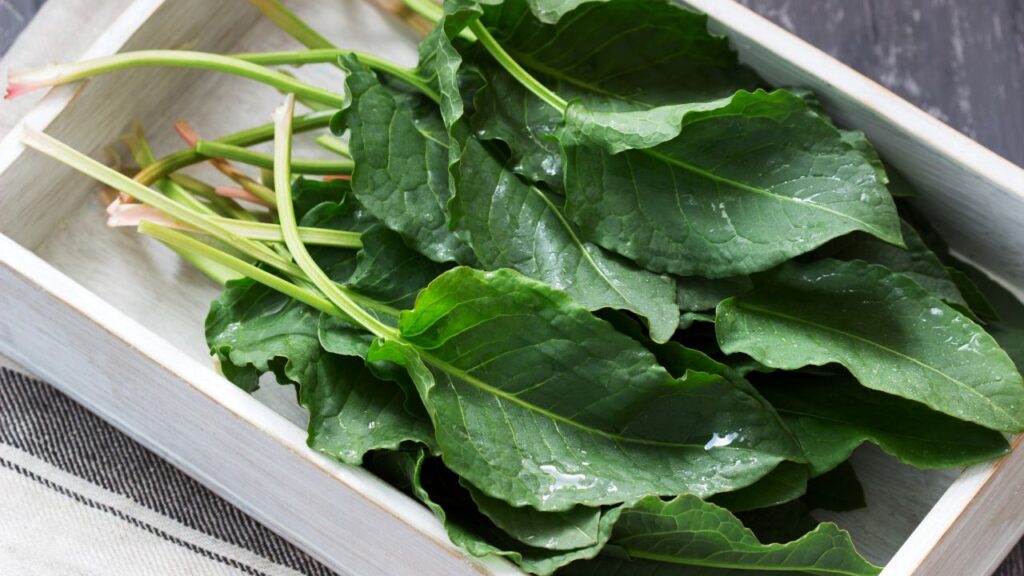 Sănătate curată cât ai spune ștevie. Iată beneficiile acestei plante